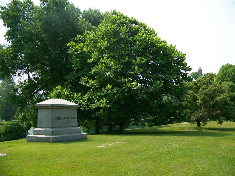 Bigleaf Magnolia tree in cemetary